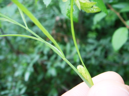 Oenanthe pimpinelloides / Finocchio acquatico comune